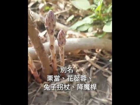 金剛拐功效|【金剛拐功效】揭秘金剛拐神效！與茵陳蒿共生解密，台灣珍稀藥。